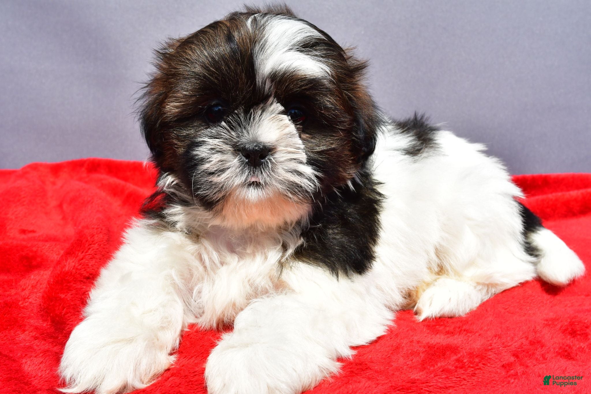 Shih Tzu dogs Milly - Ad 1