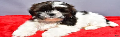 Milly