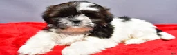 Shih Tzu dogs for sale: Milly - Ad 1