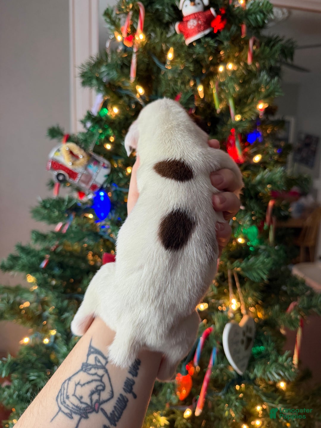 Boxer dogs for sale: Noel  - Ad 8