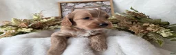 Cockapoo dogs for sale: Cockapoo Puppy 4 - Ad 2