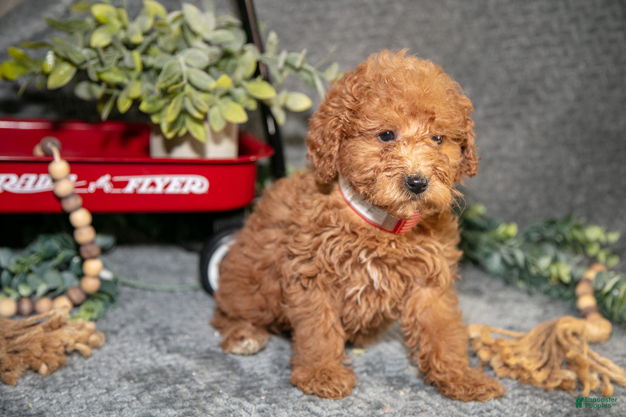 Miniature Poodle dogs Birdie - Ad 2