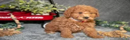 Miniature Poodle dogs for sale: Birdie - Ad 2