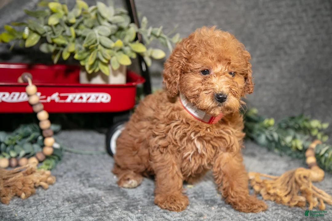 Miniature Poodle dogs for sale: Birdie - Ad 2