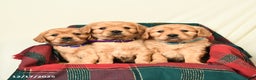 Miniature Golden Retriever dogs for sale: Timothy - Ad 3