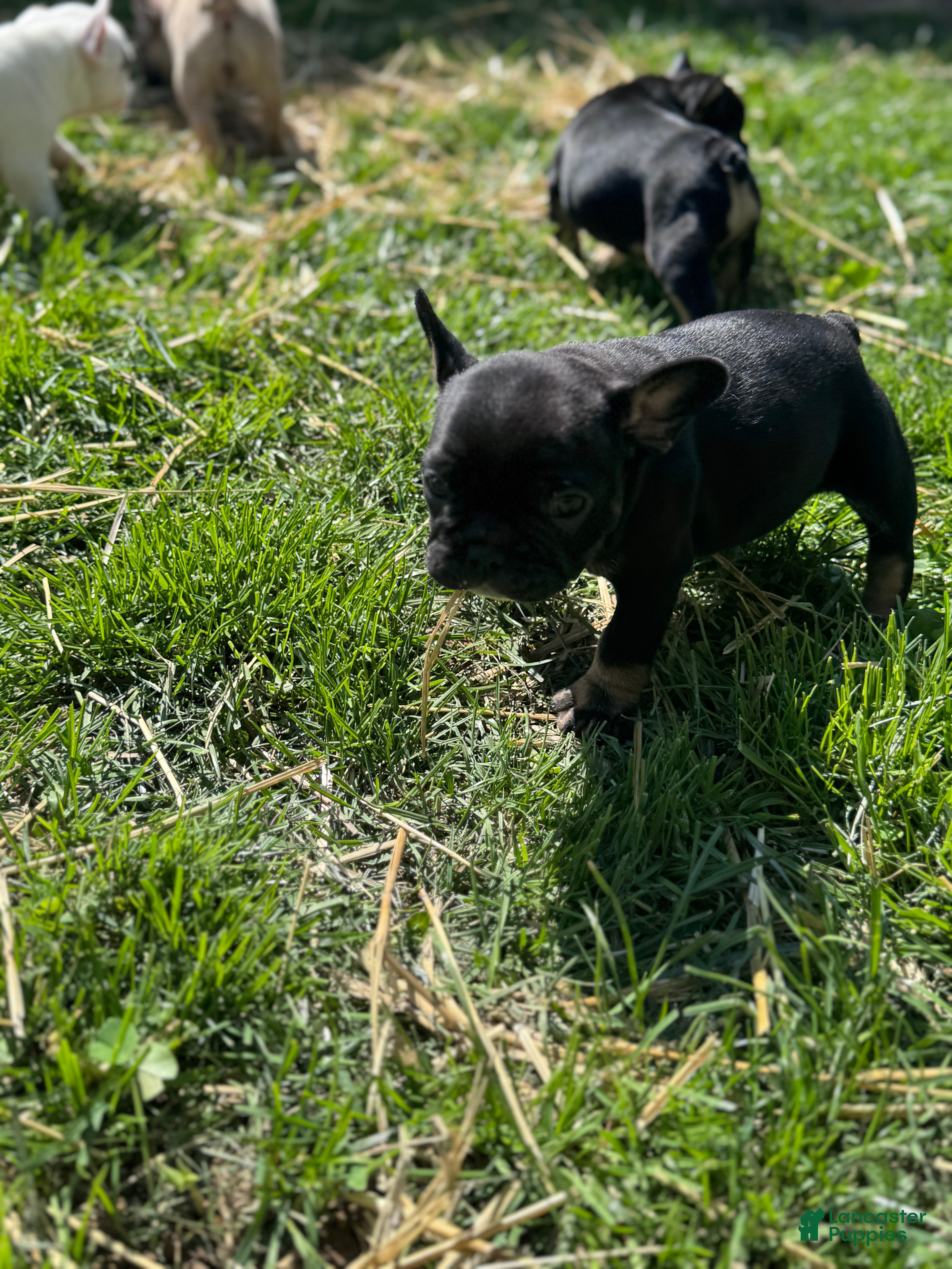 French Bulldog dogs Gizmo  - Ad 20