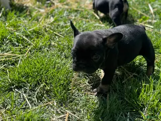 French Bulldog dogs Gizmo - Ad 20