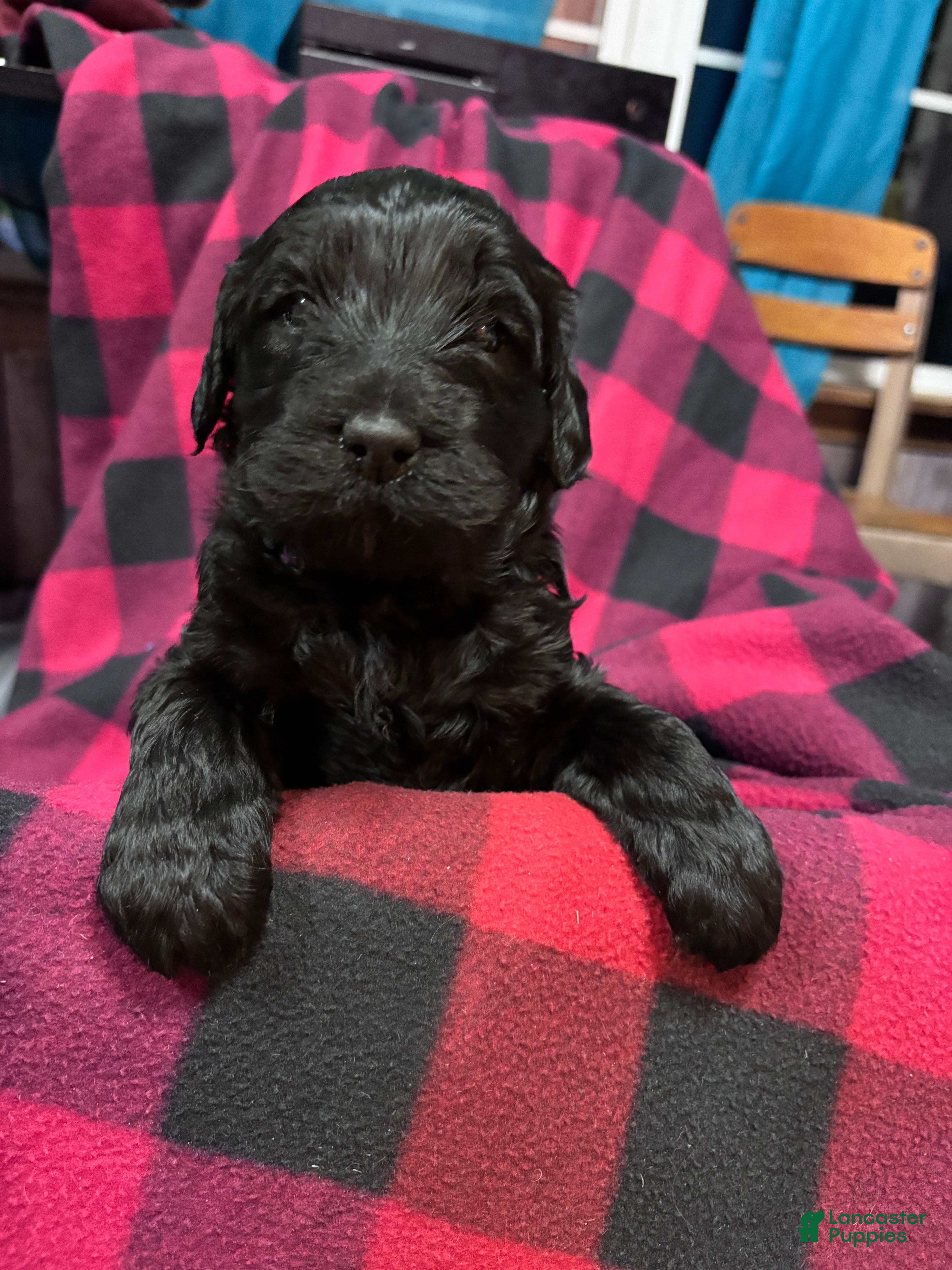 Labradoodle dogs Labradoodle Puppy 7 - Ad 6