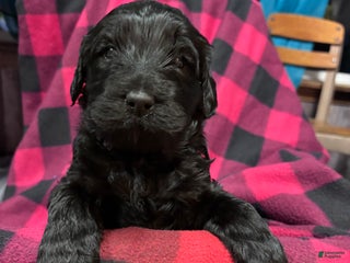 Labradoodle dogs Labradoodle Puppy 7 - Ad 6