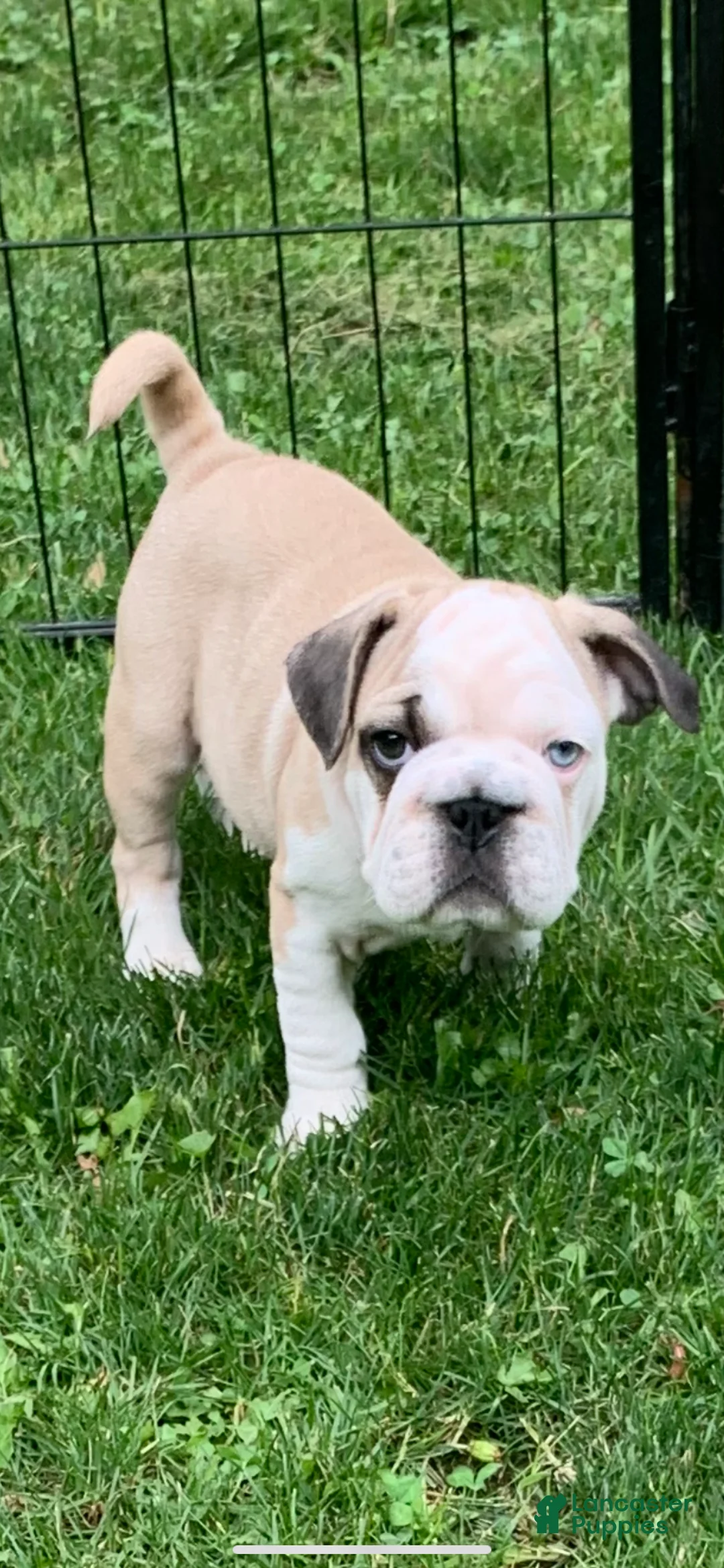 Frug dogs for sale: Patch - Ad 1
