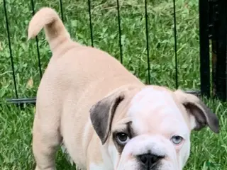 Frug dogs Patch - Ad 11