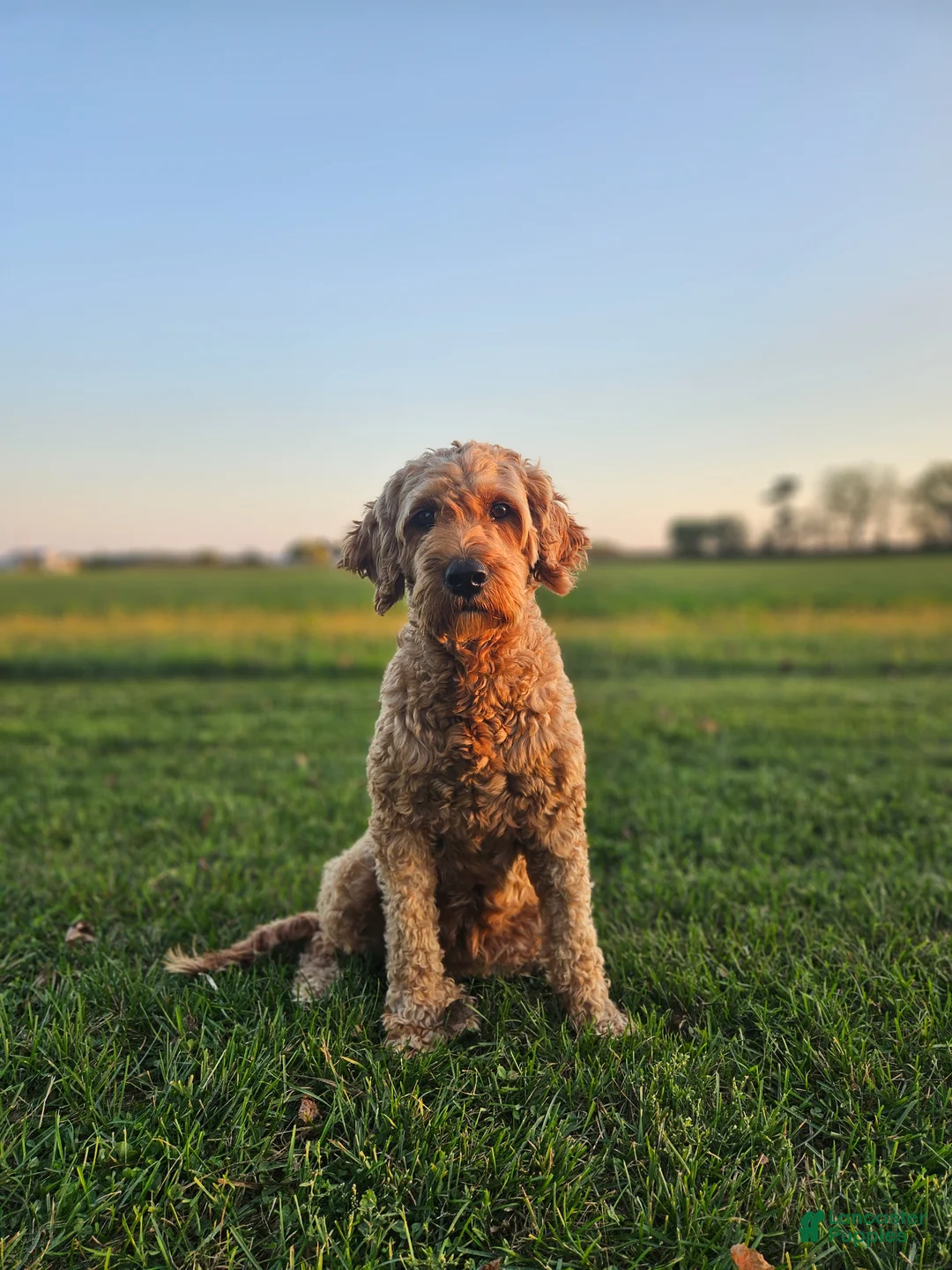 Mini Goldendoodle dogs for sale: Teddy - Ad 8