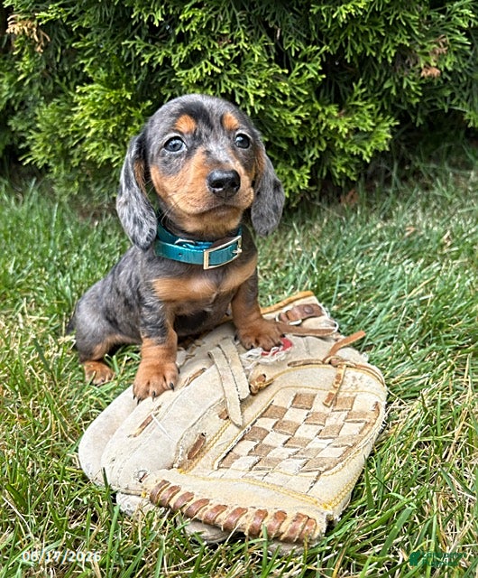 Dachshund dogs Sullivan - Ad 1