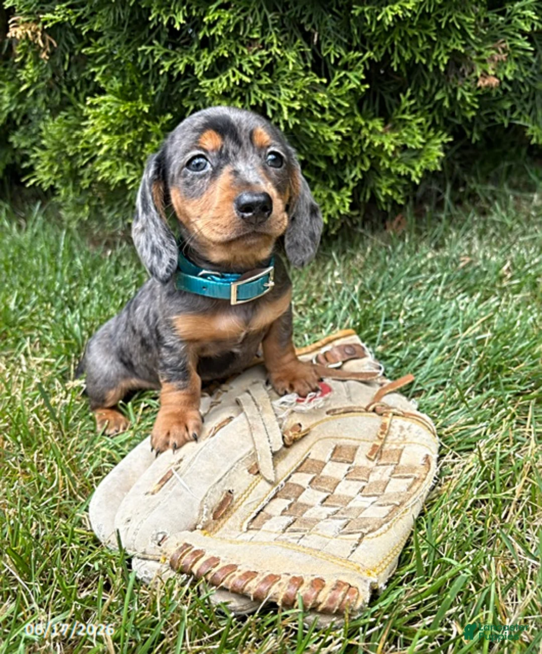 Dachshund dogs for sale: Sullivan - Ad 1