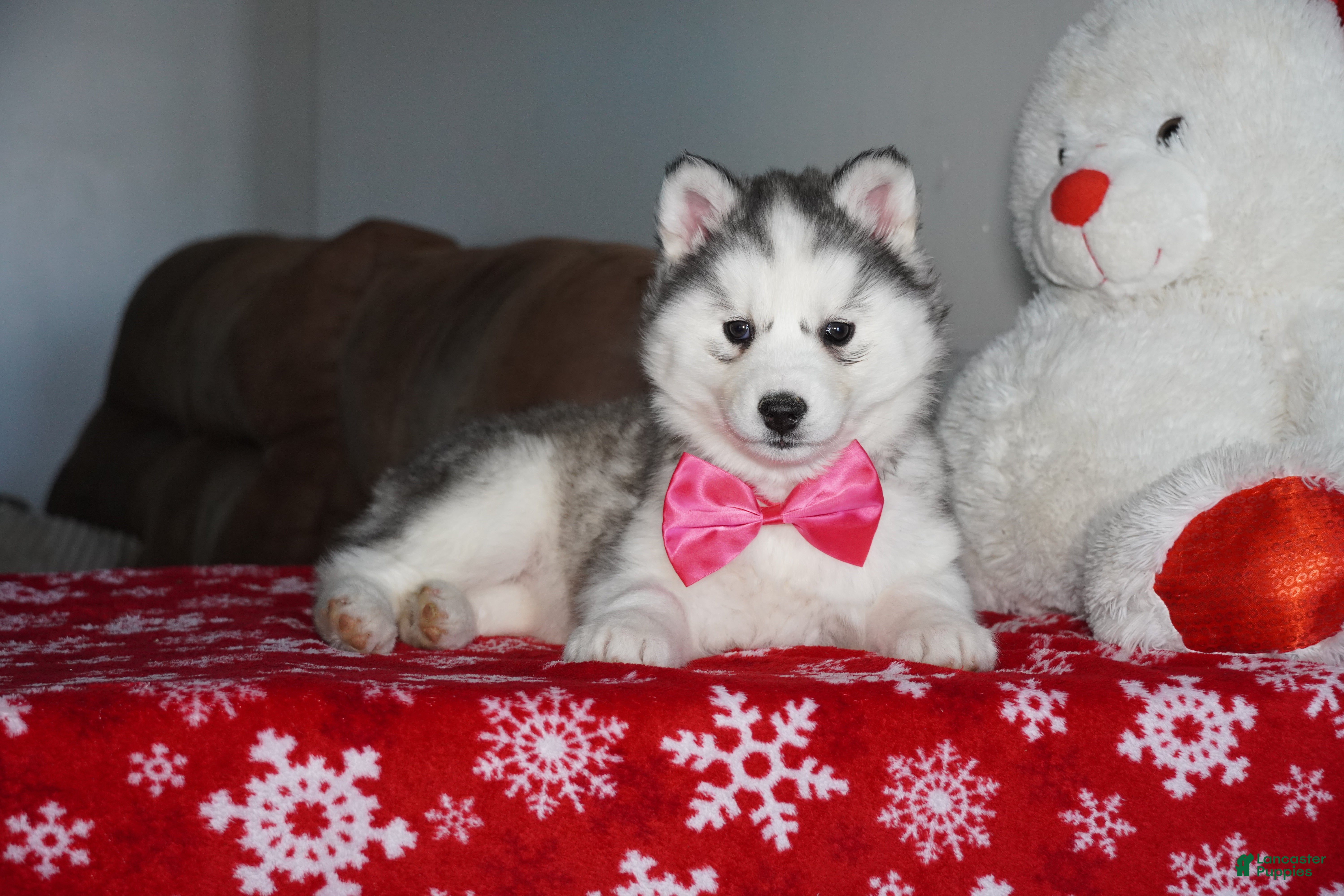 Siberian Husky dogs Lola - Ad 36