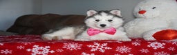 Siberian Husky dogs for sale: Lola - Ad 1