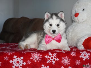 Siberian Husky dogs Lola - Ad 36