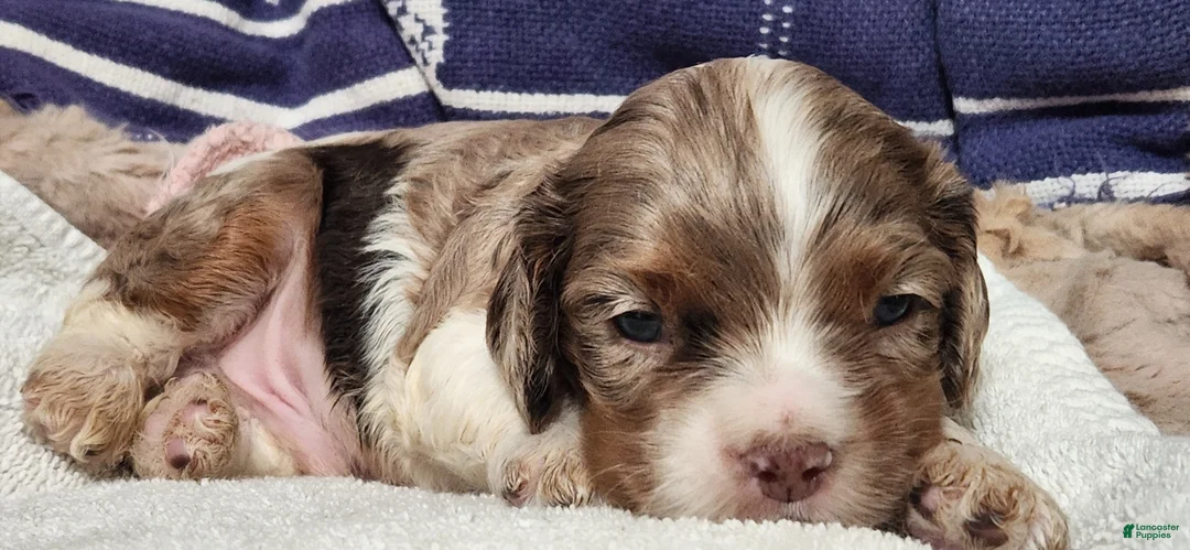 Cocker Spaniel dogs for sale: Cocker Spaniel 1 - Ad 1