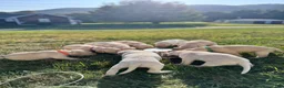 Labradoodle dogs for sale: Labradoodle 2 female  - Ad 1