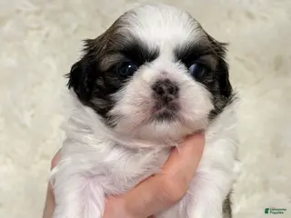 Shih Tzu dogs for sale: Milo - Ad 4