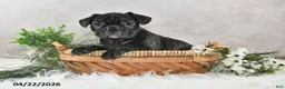 Frenchton dogs for sale: Frisco - Ad 3