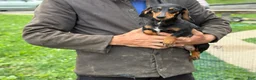 Miniature Dachshund dogs for sale: Jubilee - Ad 22