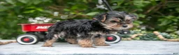 Yorkshire Terrier dogs for sale: Ember - Ad 3