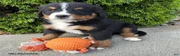 Bernese Mountain Dog dogs for sale: Briar - Ad 3