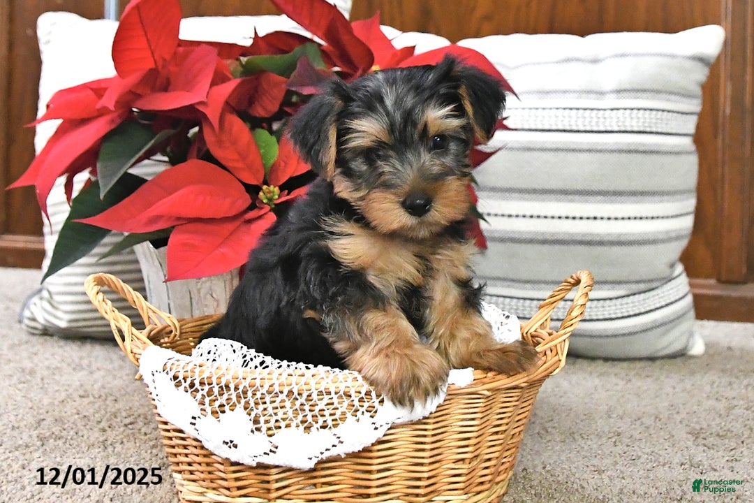Yorkshire Terrier dogs for sale: Asher - Ad 5