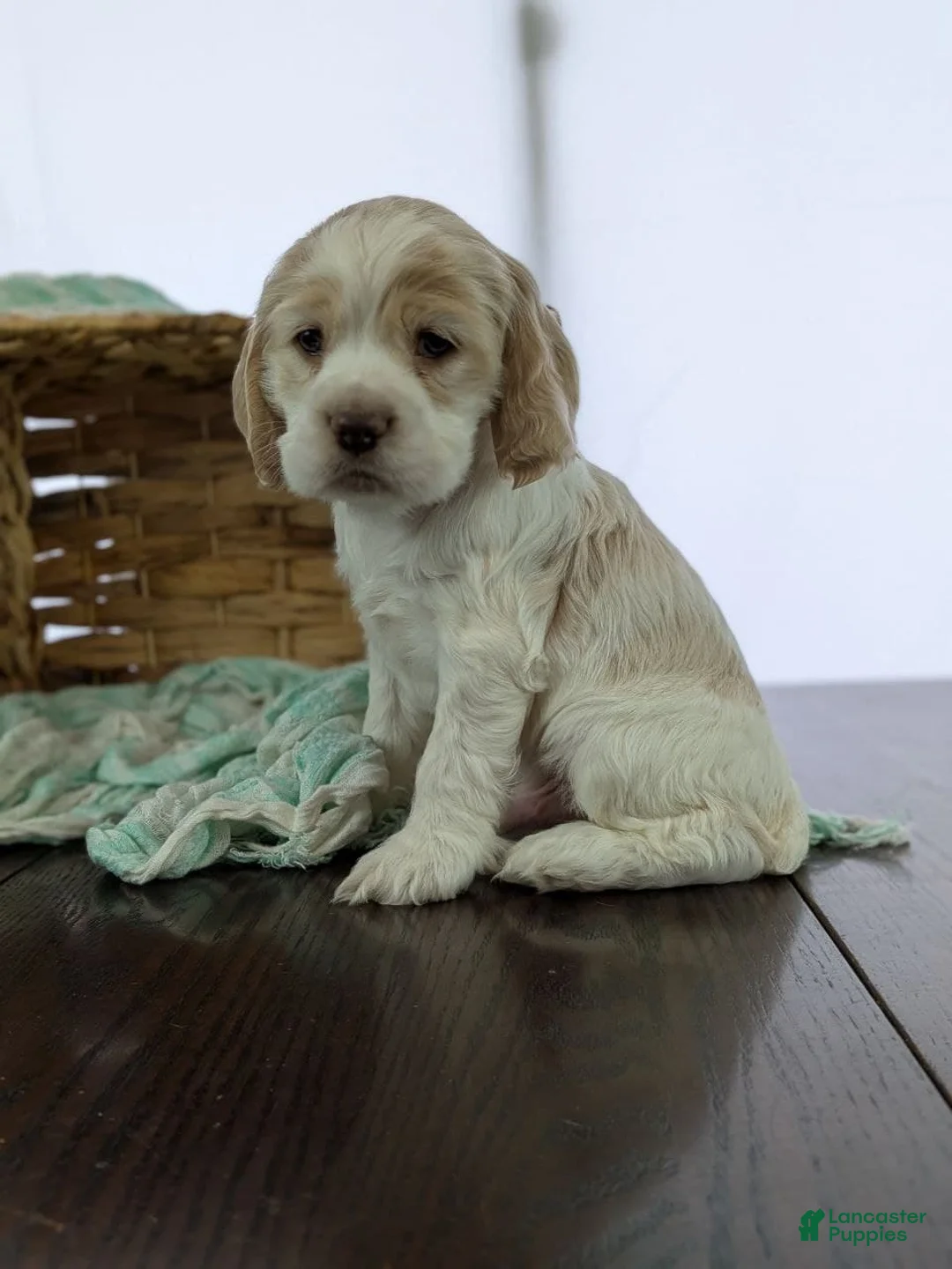 Cocker Spaniel dogs for sale: Cocker Spaniel Puppy 2 - Ad 4