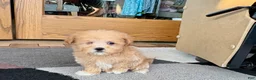 Maltipoo dogs for sale: Maltipoo Female Puppy 4 - Ad 8