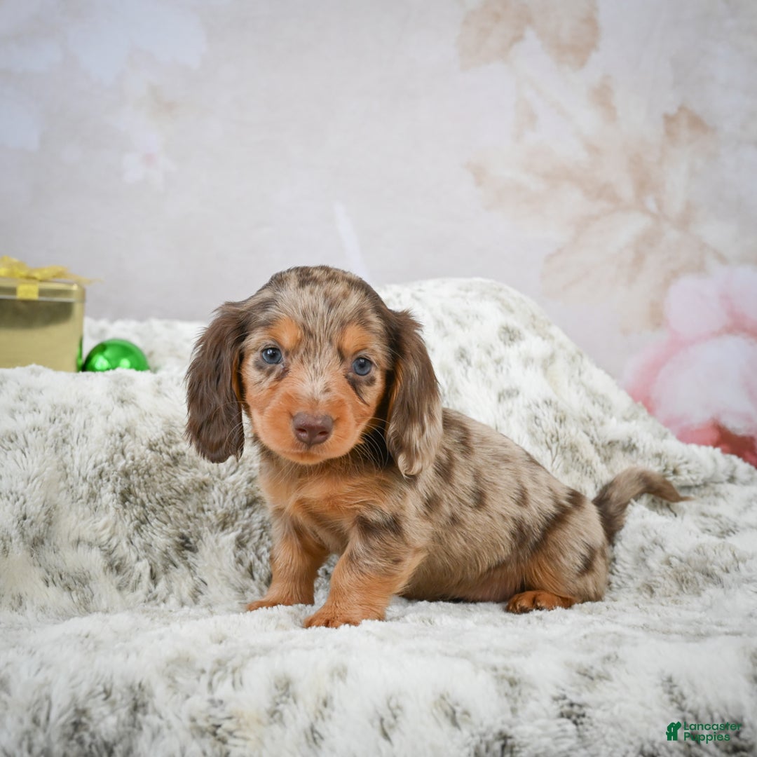 Miniature Dachshund dogs for sale: Snowflake - Ad 4