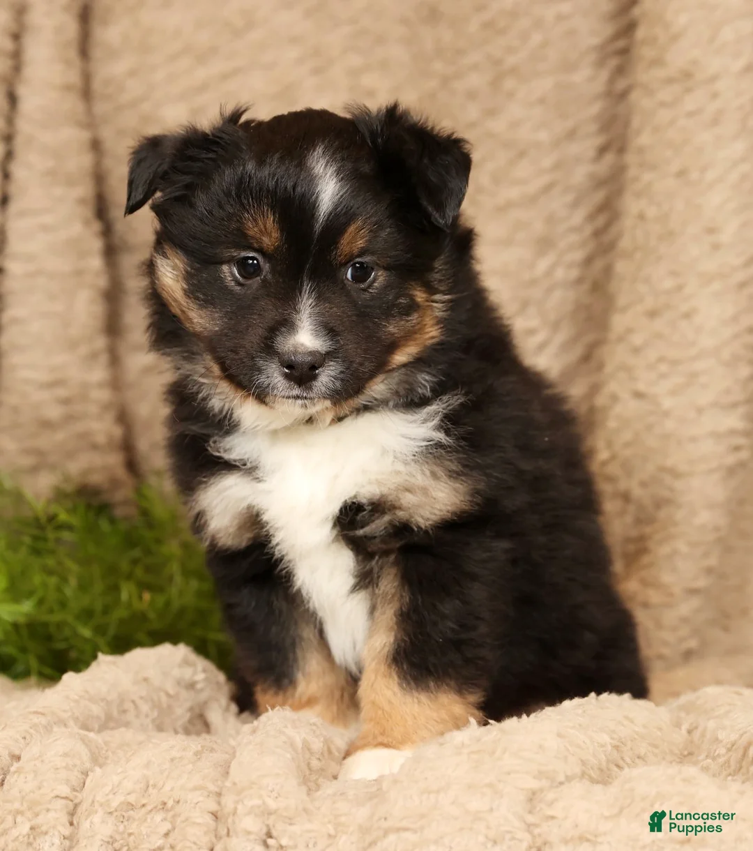Miniature Australian Shepherd dogs for sale: Drake - Ad 5