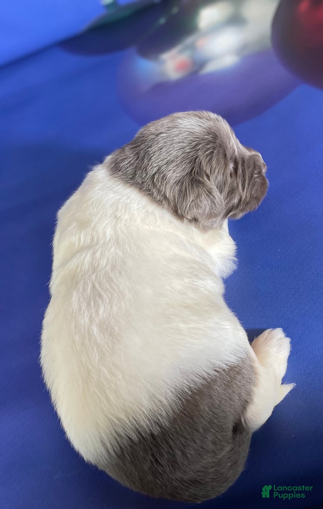 Mixed Breed dogs for sale: Storm OFA DNA  - Ad 2
