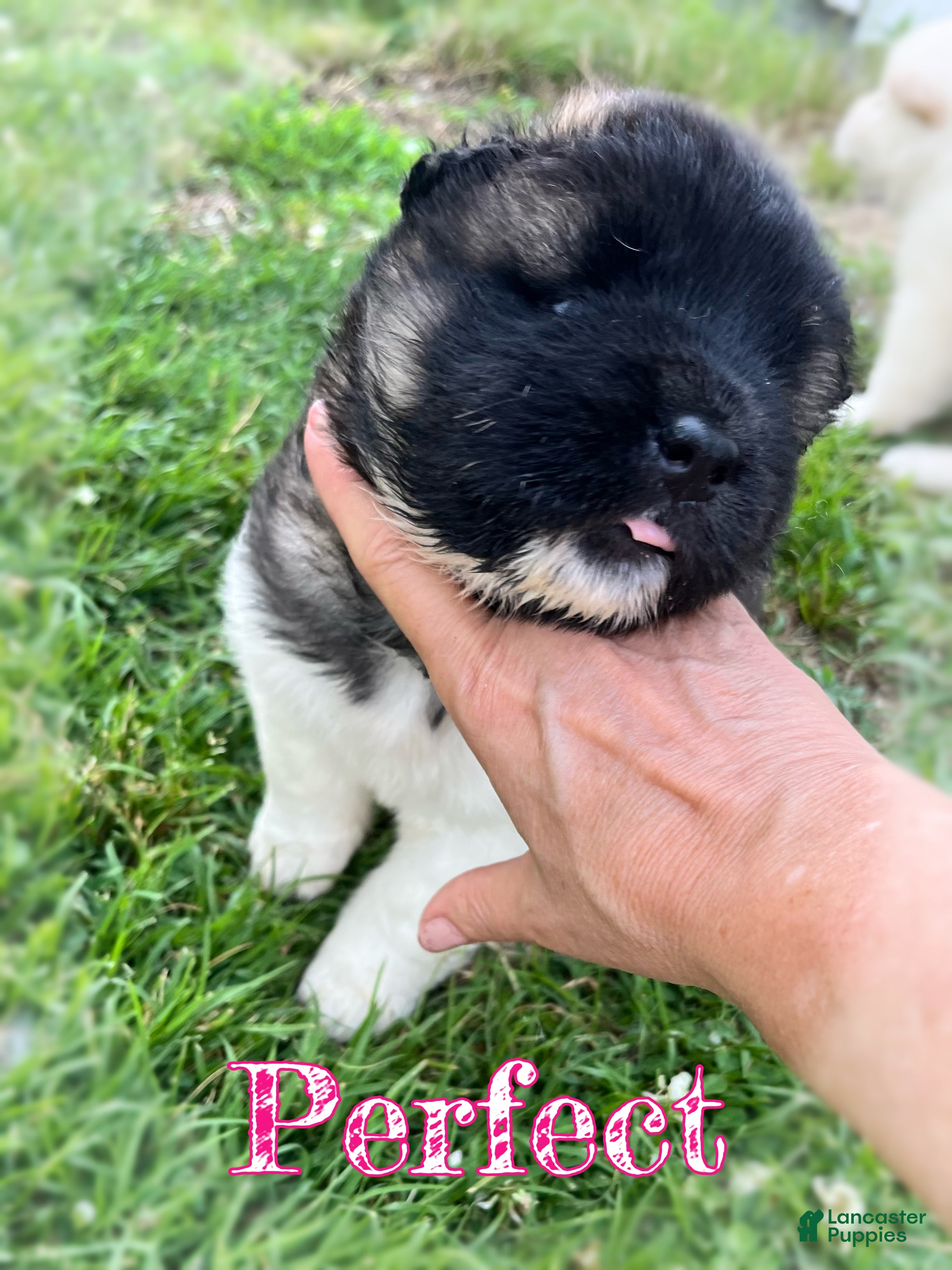 Akita dogs Perfect - Ad 1
