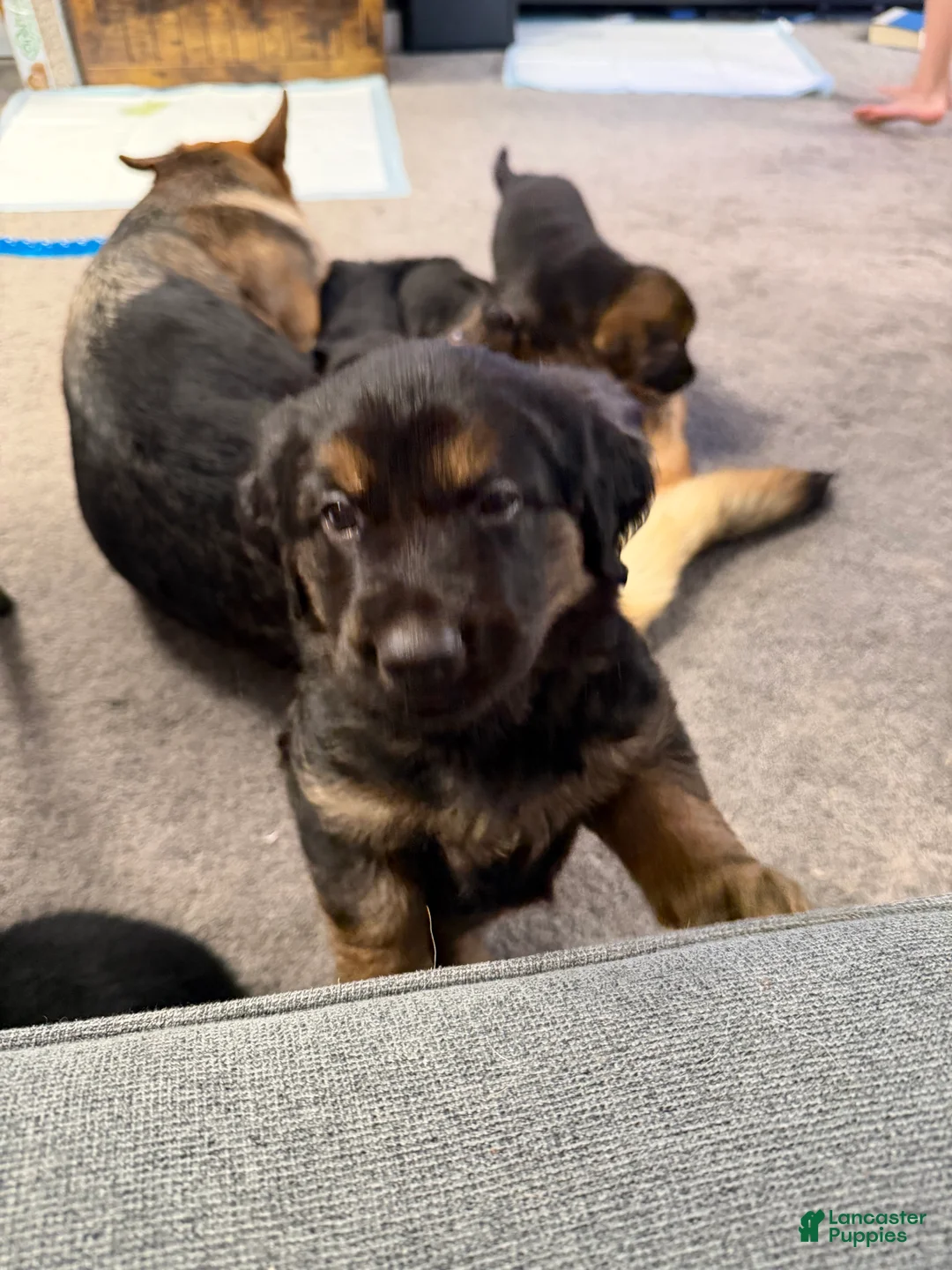 Golden Shepherd dogs for sale: Crunch - Ad 2