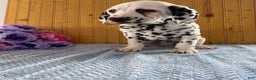 Dalmatian dogs for sale: Tommy - Ad 9