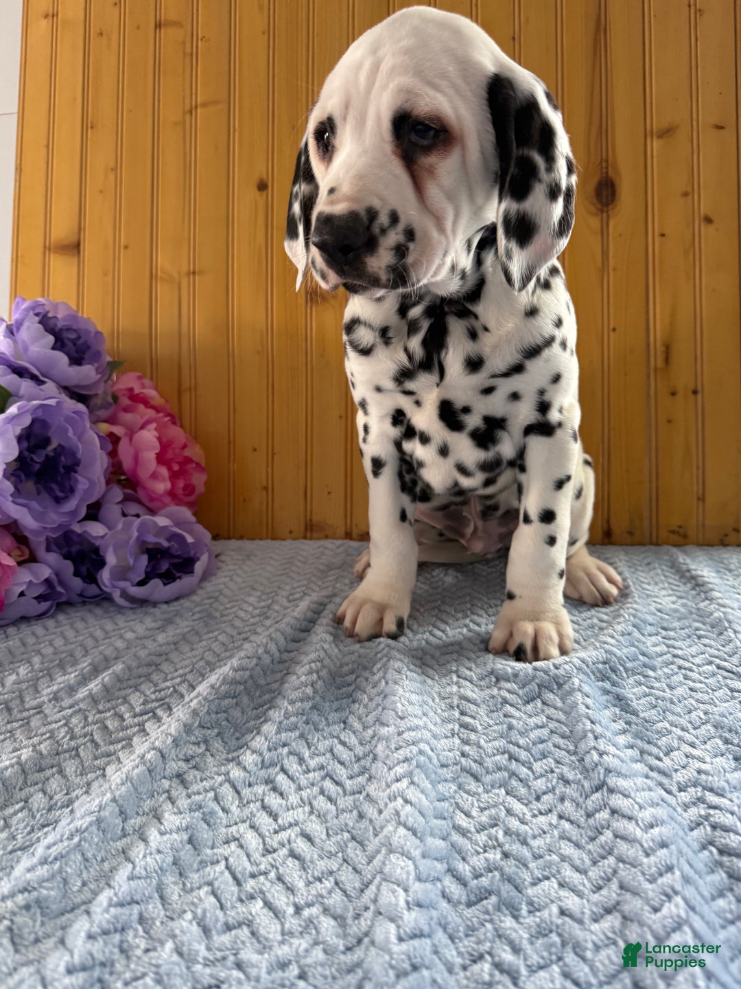 Dalmatian dogs for sale: Tommy - Ad 9