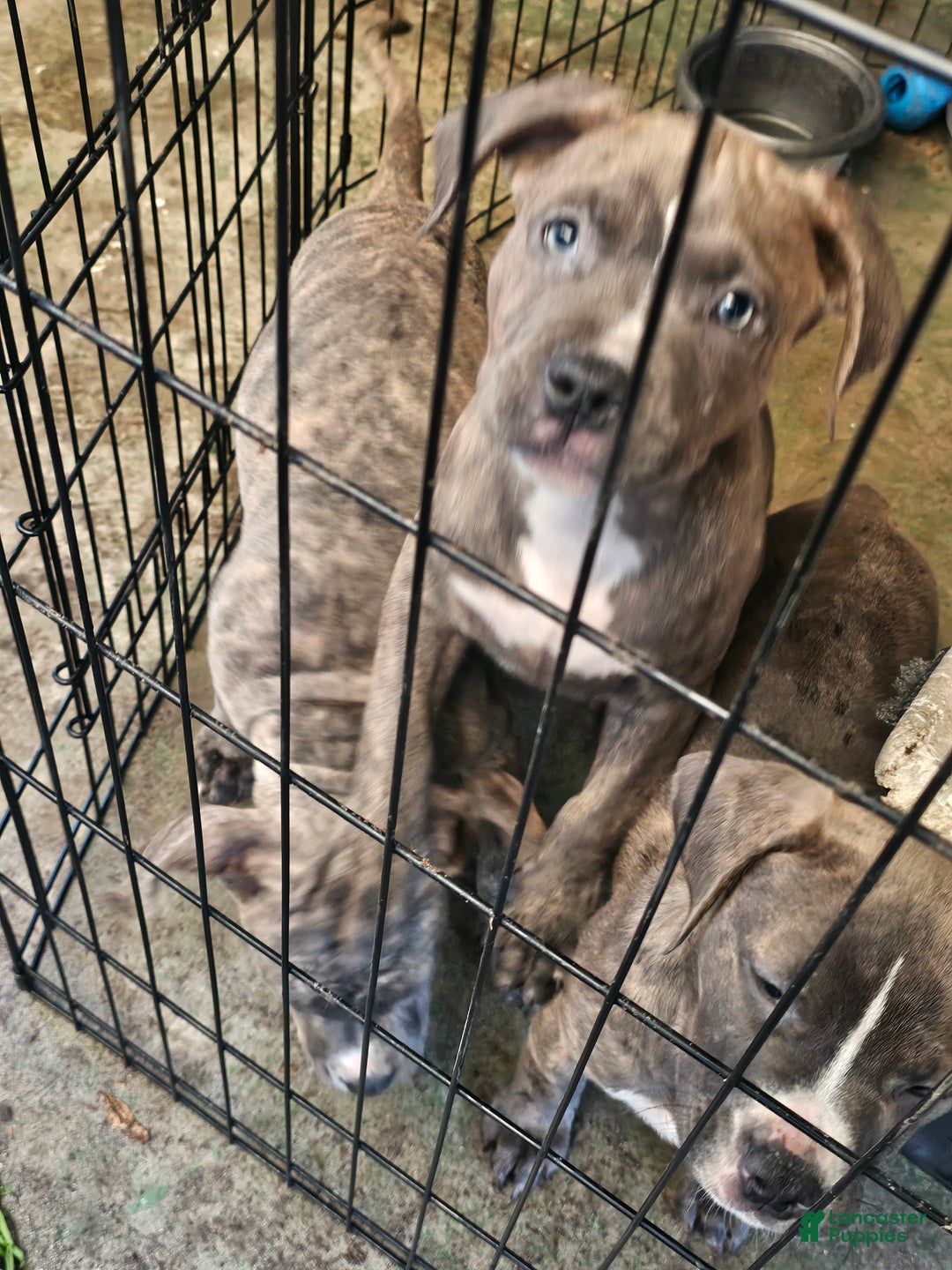 American Pit Bull Terrier dogs for sale: American Pit Bull Terrier Puppy 7 - Ad 4