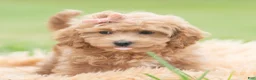Maltipoo dogs for sale: Petunia - Ad 2