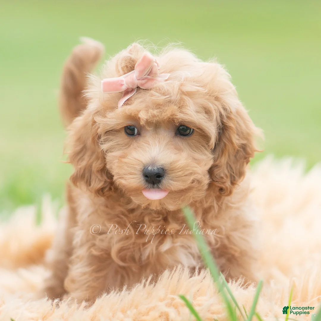 Maltipoo dogs for sale: Petunia - Ad 2