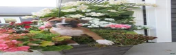 Boxer dogs for sale: Autumn - Ad 9