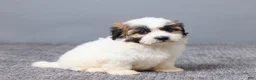 Teddy Bear dogs for sale: Laina - Ad 3