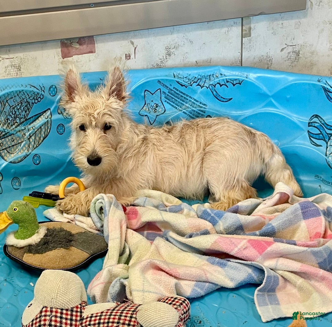 Scottish Terrier dogs for sale: Mason - Ad 6