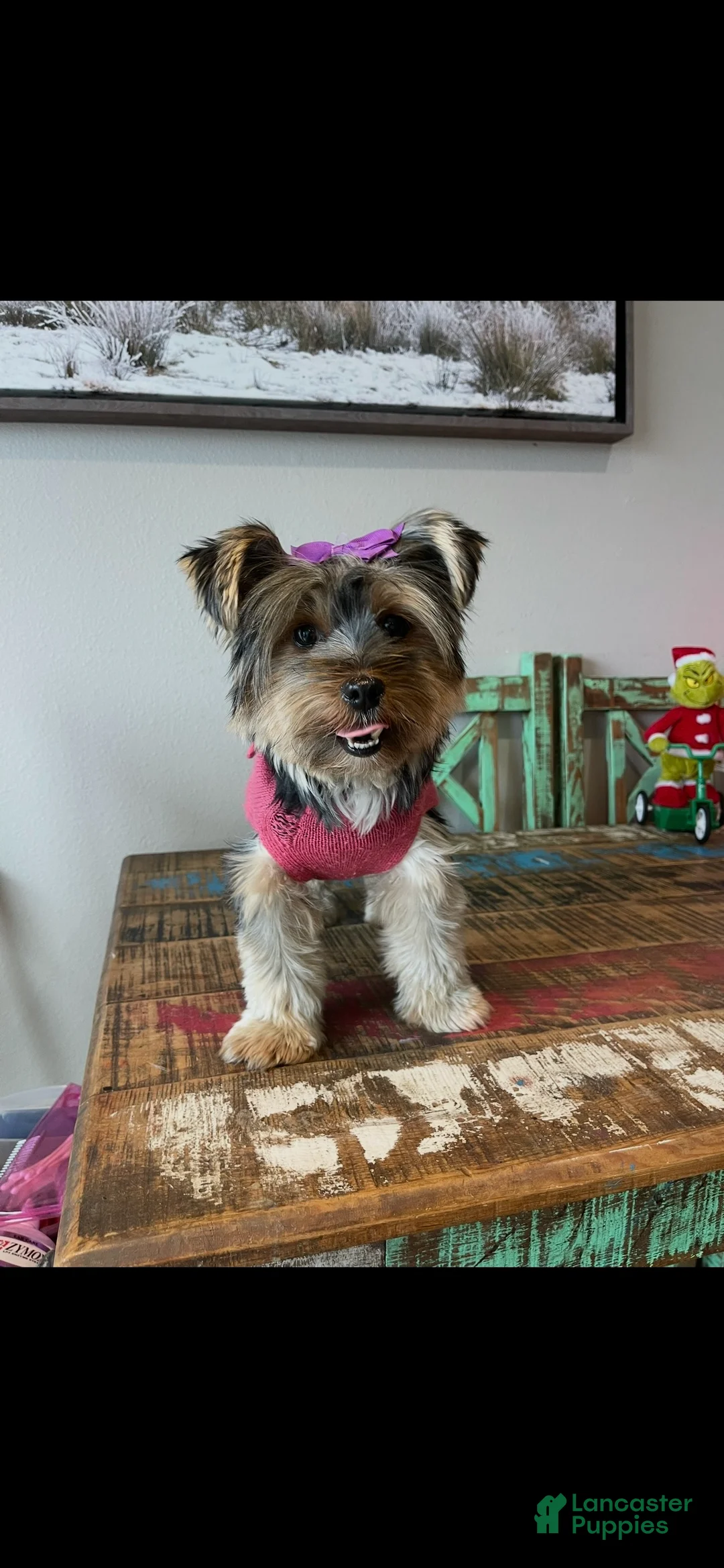 Yorkshire Terrier dogs for sale: Mable - Ad 5
