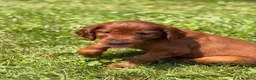 Irish Setter dogs for sale: Yellow collar  - Ad 6