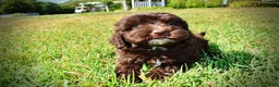 Havapoo dogs for sale: Jolene-LABOR DAY SALE-TAKE $100 OFF!!! - Ad 14