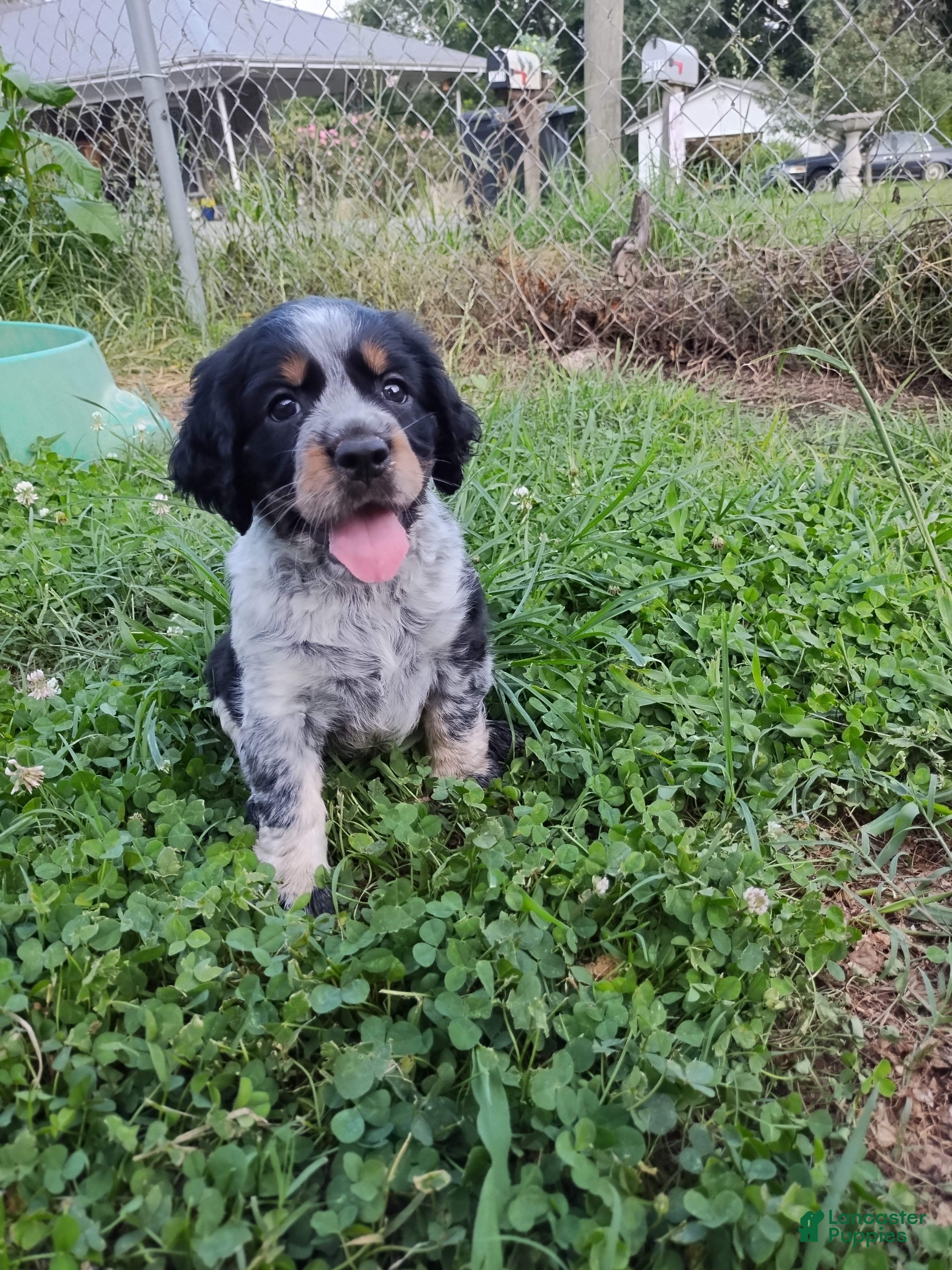 English Springer Spaniel dogs for sale: Jo - Ad 4