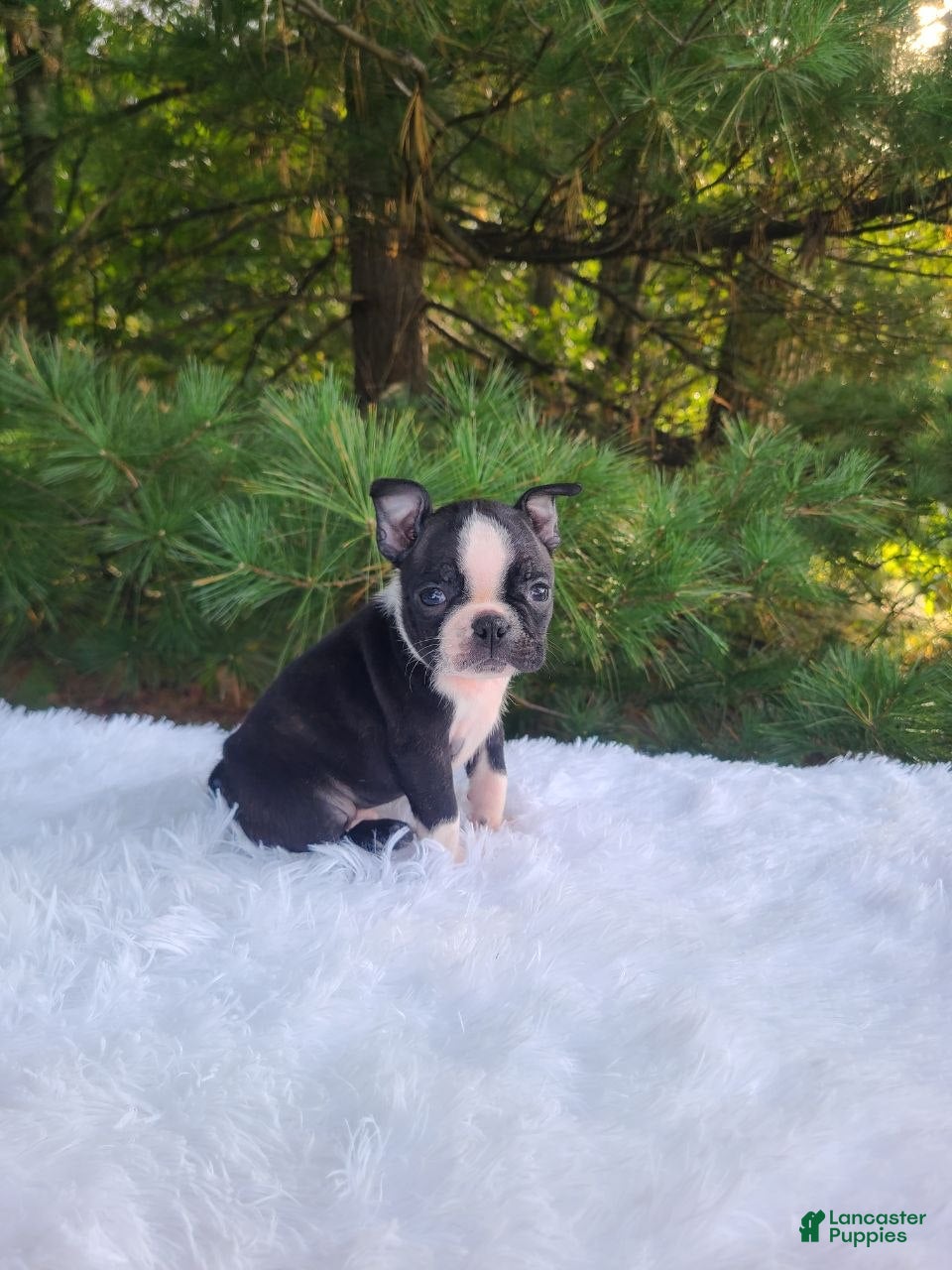 Boston Terrier dogs Peanut - Ad 1