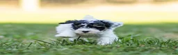Miniature Poodle dogs for sale: Spike Miniature Poodle  - Ad 3